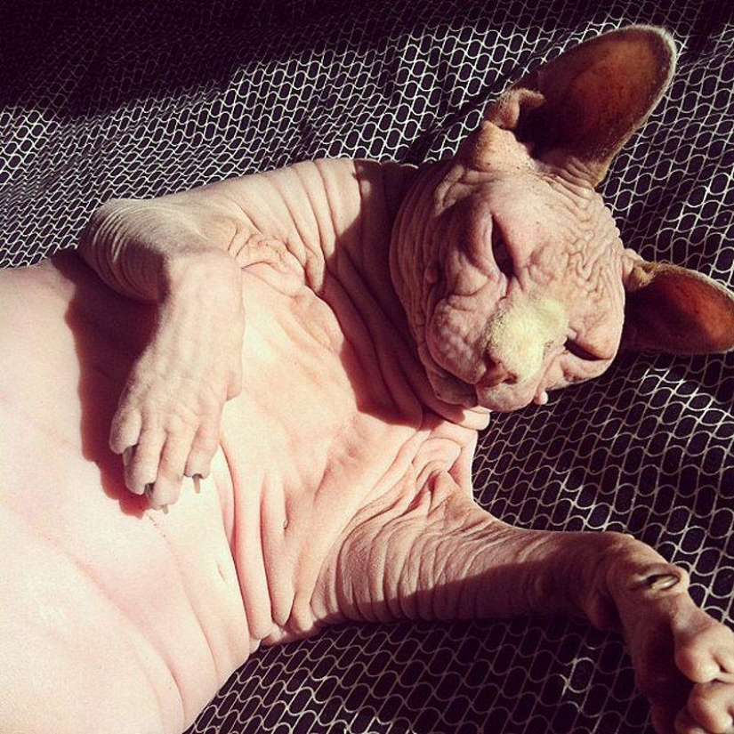 Charming Sphynx cats Charming Sphynx cats