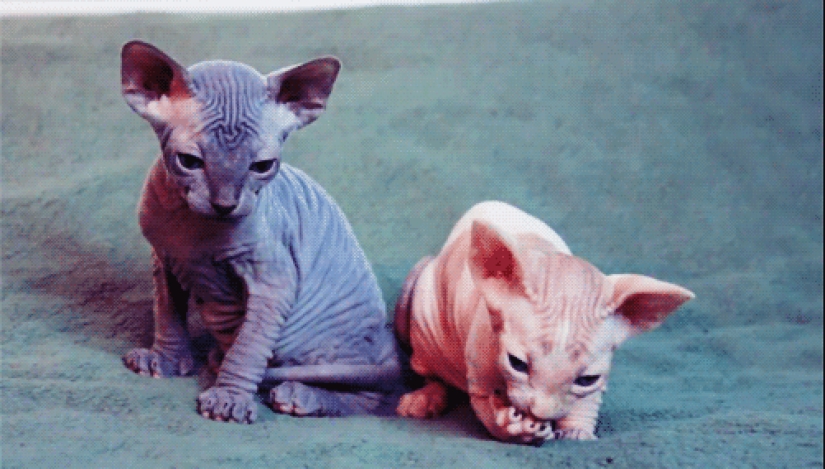 Charming Sphynx cats Charming Sphynx cats