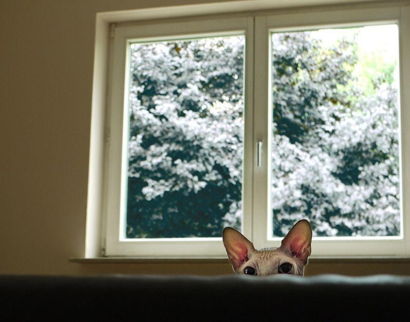 Charming Sphynx cats Charming Sphynx cats