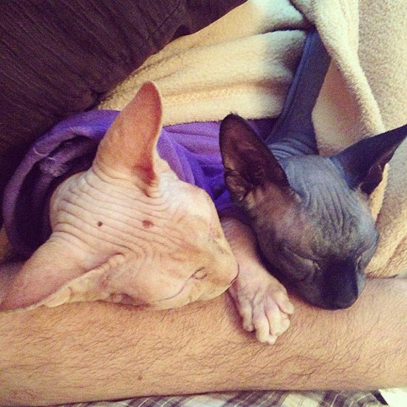 Charming Sphynx cats Charming Sphynx cats