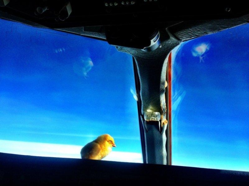 Chickens learn to fly