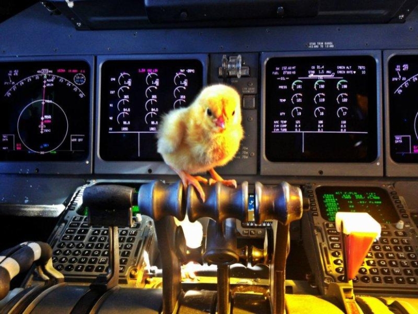 Chickens learn to fly