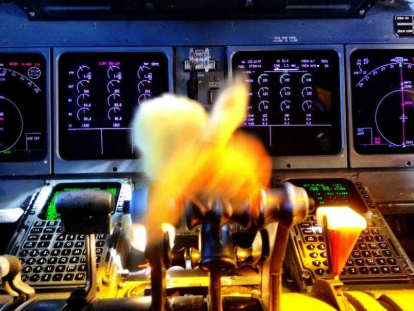 Chickens learn to fly