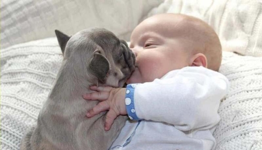 Child and puppies. Outrageous cuteness post