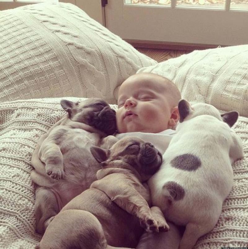 Child and puppies. Outrageous cuteness post