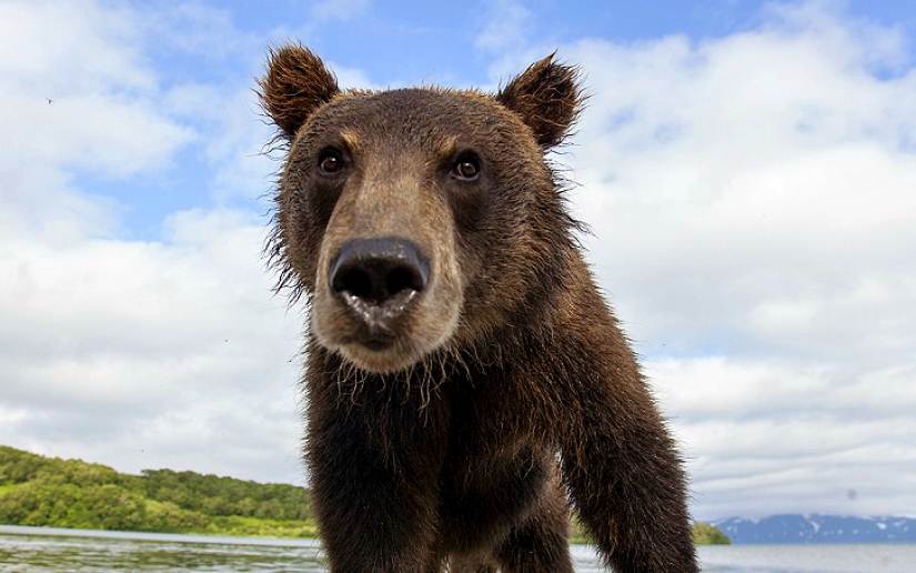 Children in a cage, or how we ended up face to face with bears