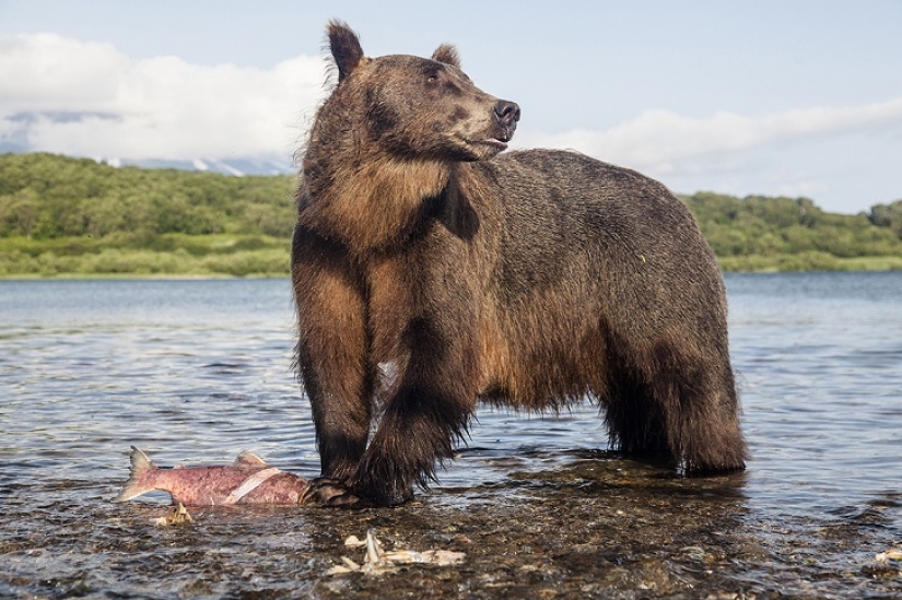 Children in a cage, or how we ended up face to face with bears