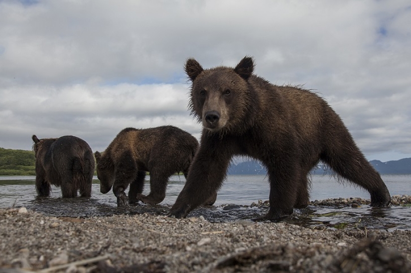 Children in a cage, or how we ended up face to face with bears