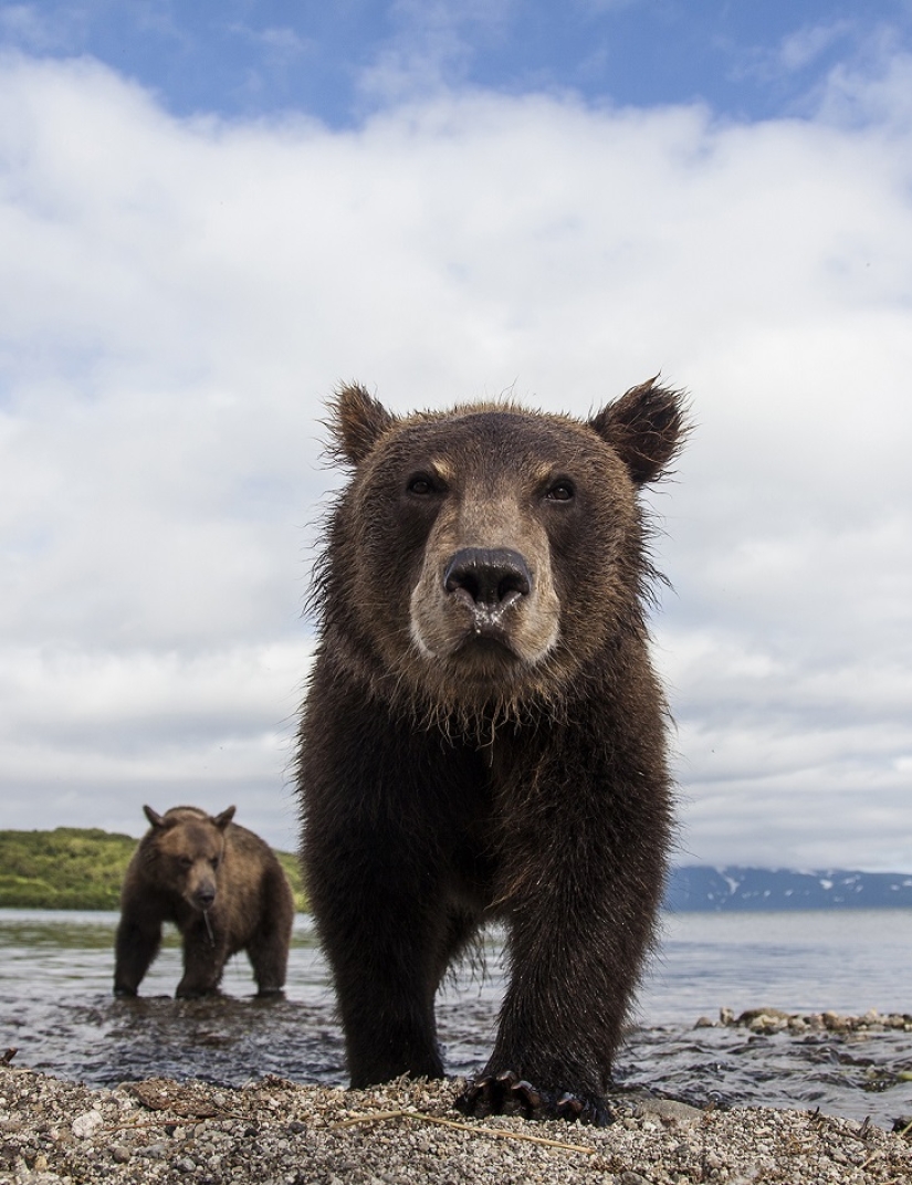 Children in a cage, or how we ended up face to face with bears