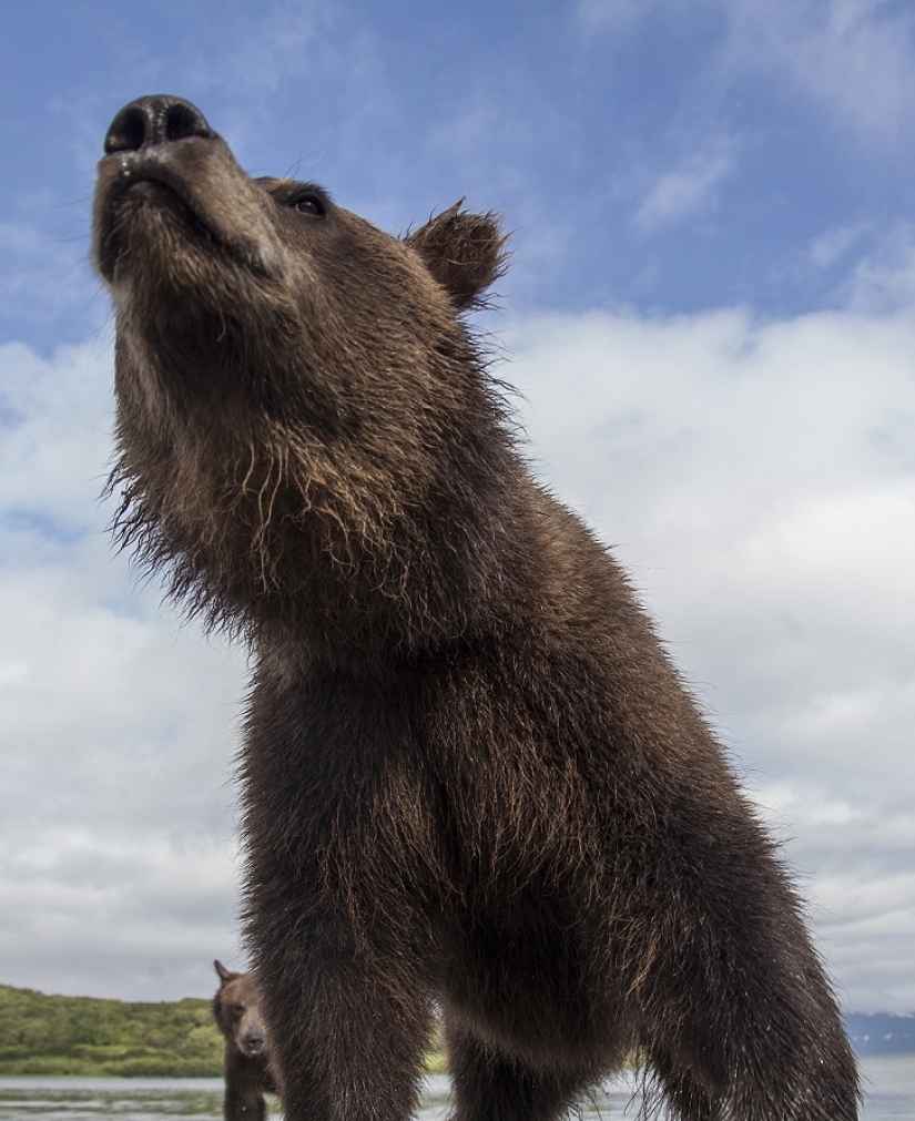 Children in a cage, or how we ended up face to face with bears