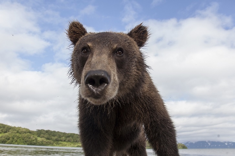 Children in a cage, or how we ended up face to face with bears