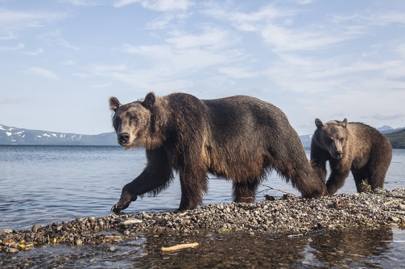 Children in a cage, or how we ended up face to face with bears