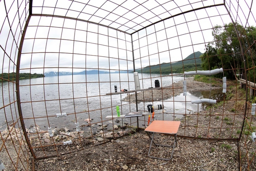 Children in a cage, or how we ended up face to face with bears