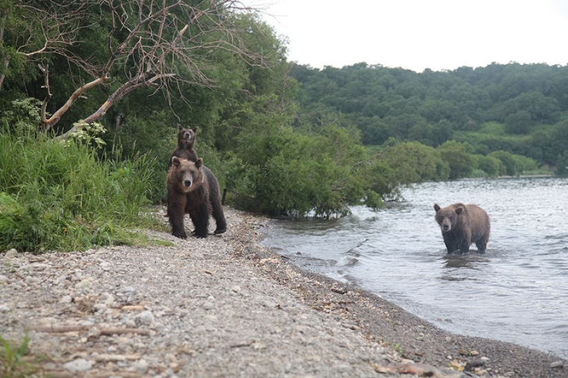 Children in a cage, or how we ended up face to face with bears