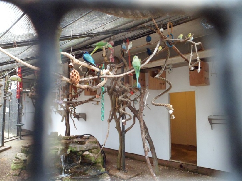 Children taken care of by animals