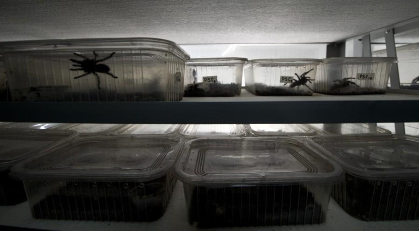 Chilean spider farm