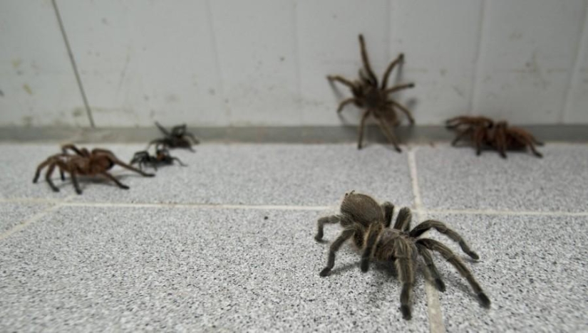 Chilean spider farm
