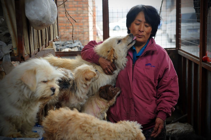 Chinese teacher saves 100 dogs from certain death at dog meat festival Chinese teacher saves 100 dogs from certain death at dog meat festival