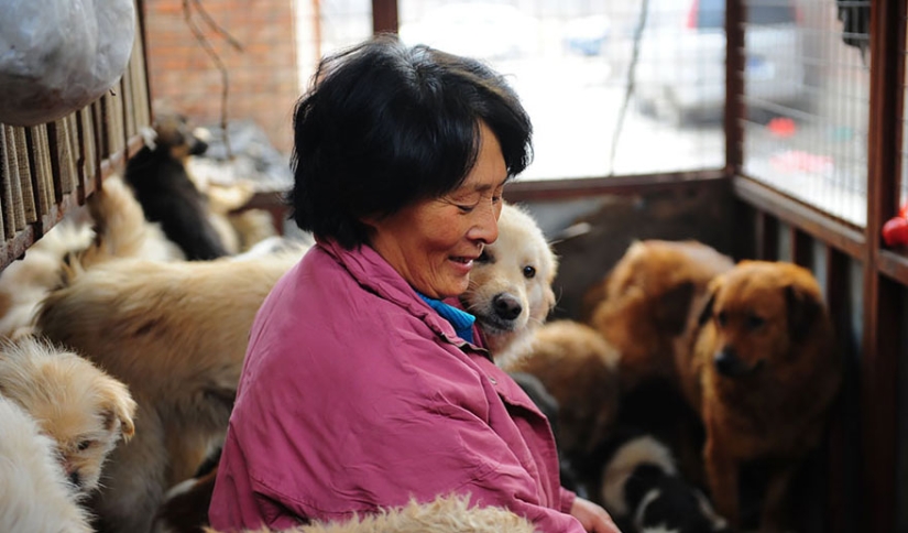 Chinese teacher saves 100 dogs from certain death at dog meat festival Chinese teacher saves 100 dogs from certain death at dog meat festival