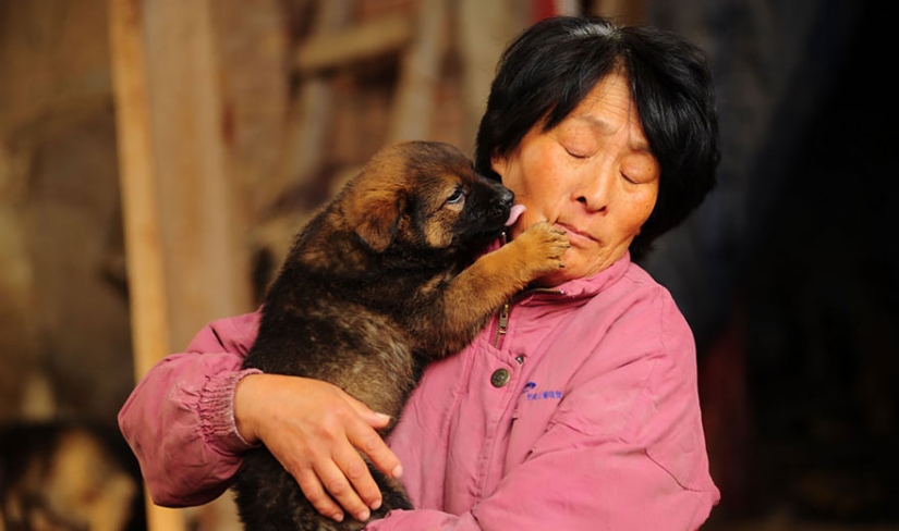 Chinese teacher saves 100 dogs from certain death at dog meat festival Chinese teacher saves 100 dogs from certain death at dog meat festival