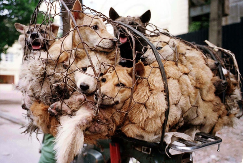 Chinese teacher saves 100 dogs from certain death at dog meat festival Chinese teacher saves 100 dogs from certain death at dog meat festival