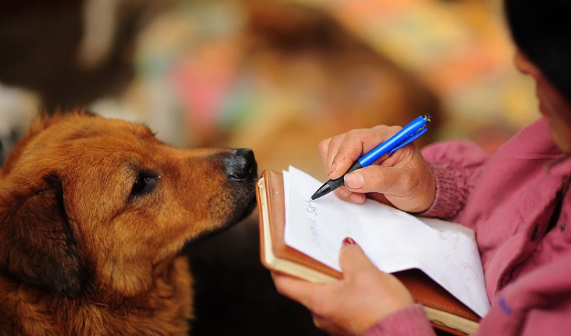 Chinese teacher saves 100 dogs from certain death at dog meat festival Chinese teacher saves 100 dogs from certain death at dog meat festival