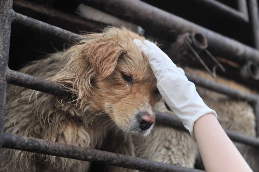 Chinese teacher saves 100 dogs from certain death at dog meat festival Chinese teacher saves 100 dogs from certain death at dog meat festival