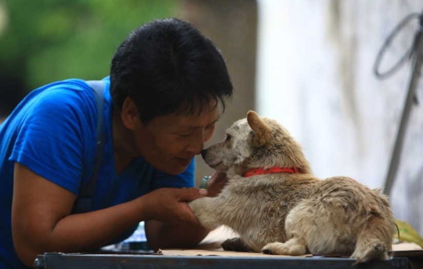 Chinese teacher saves 100 dogs from certain death at dog meat festival Chinese teacher saves 100 dogs from certain death at dog meat festival