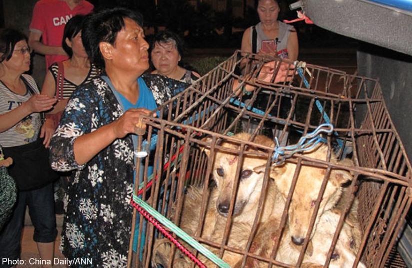 Chinese teacher saves 100 dogs from certain death at dog meat festival Chinese teacher saves 100 dogs from certain death at dog meat festival