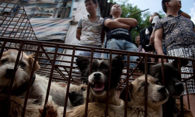 Chinese teacher saves 100 dogs from certain death at dog meat festival Chinese teacher saves 100 dogs from certain death at dog meat festival