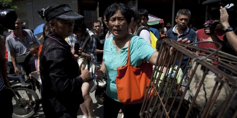 Chinese teacher saves 100 dogs from certain death at dog meat festival Chinese teacher saves 100 dogs from certain death at dog meat festival