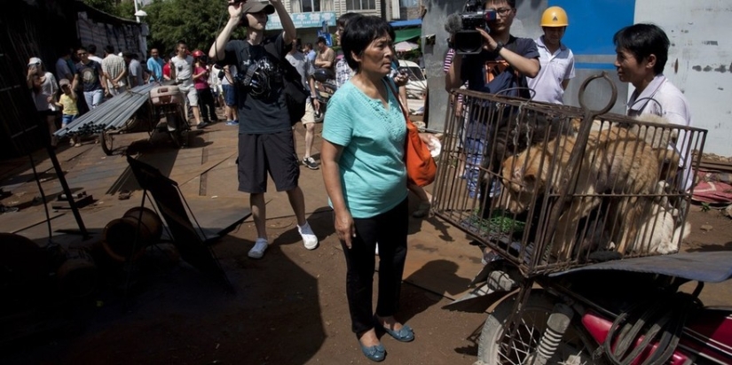 Chinese teacher saves 100 dogs from certain death at dog meat festival Chinese teacher saves 100 dogs from certain death at dog meat festival