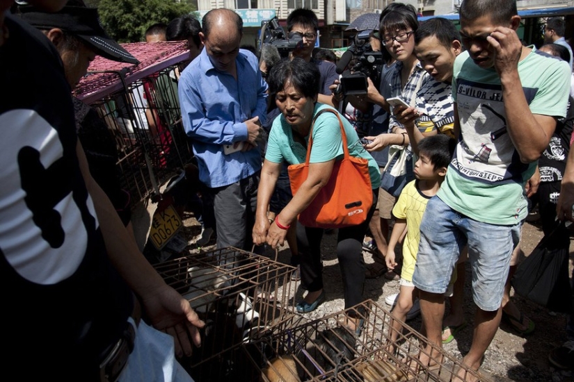 Chinese teacher saves 100 dogs from certain death at dog meat festival Chinese teacher saves 100 dogs from certain death at dog meat festival