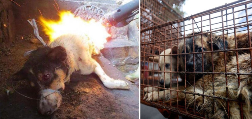 Chinese teacher saves 100 dogs from certain death at dog meat festival Chinese teacher saves 100 dogs from certain death at dog meat festival