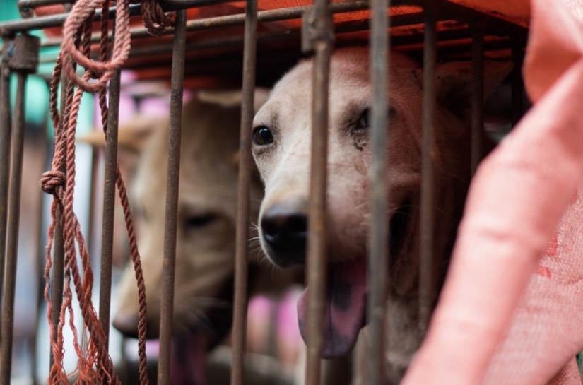 Chinese teacher saves 100 dogs from certain death at dog meat festival Chinese teacher saves 100 dogs from certain death at dog meat festival