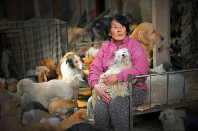 Chinese teacher saves 100 dogs from certain death at dog meat festival Chinese teacher saves 100 dogs from certain death at dog meat festival