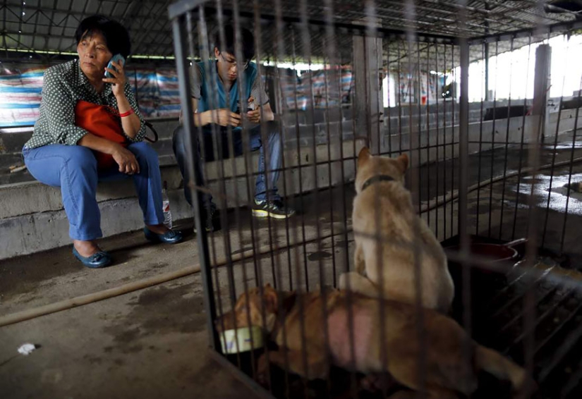 Chinese teacher saves 100 dogs from certain death at dog meat festival Chinese teacher saves 100 dogs from certain death at dog meat festival