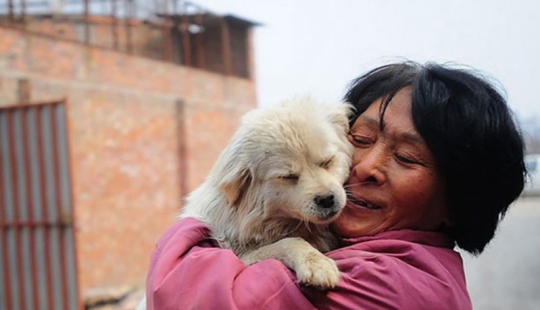 Chinese teacher saves 100 dogs from certain death at dog meat festival
