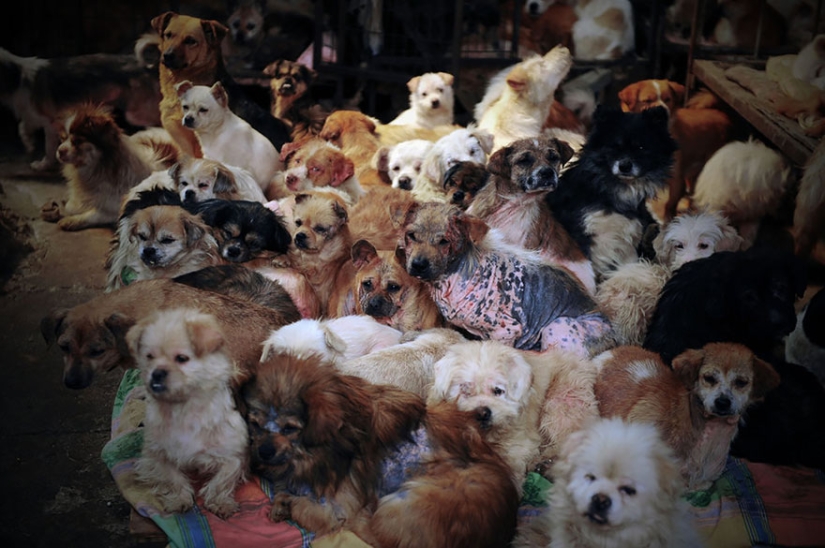 Chinese teacher saves 100 dogs from certain death at dog meat festival Chinese teacher saves 100 dogs from certain death at dog meat festival