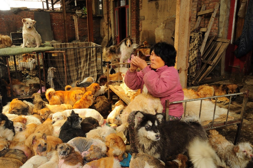 Chinese teacher saves 100 dogs from certain death at dog meat festival Chinese teacher saves 100 dogs from certain death at dog meat festival