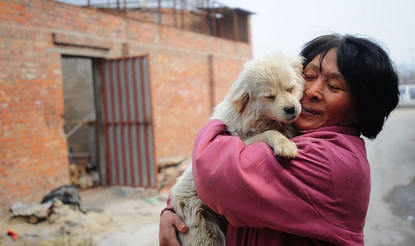 Chinese teacher saves 100 dogs from certain death at dog meat festival Chinese teacher saves 100 dogs from certain death at dog meat festival