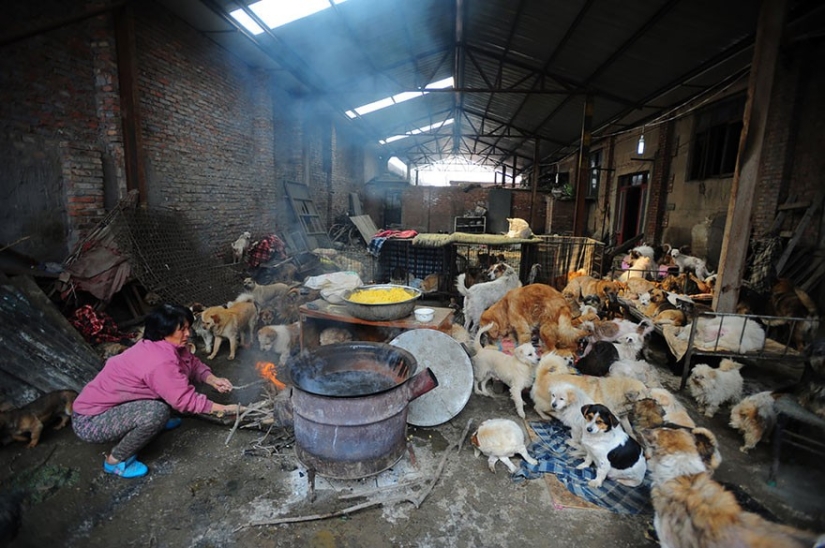 Chinese teacher saves 100 dogs from certain death at dog meat festival Chinese teacher saves 100 dogs from certain death at dog meat festival