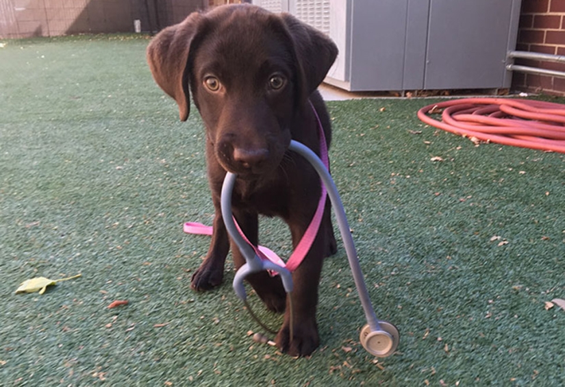 Chocolate puppy was born with a "cleft palate", but a veterinarian saved him from being euthanized