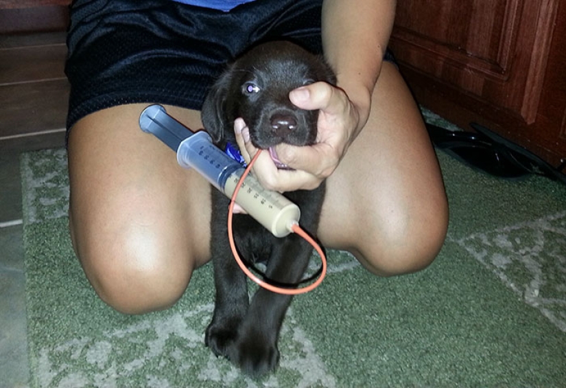 Chocolate puppy was born with a "cleft palate", but a veterinarian saved him from being euthanized Chocolate puppy was born with a "cleft palate", but a veterinarian saved him from being euthanized