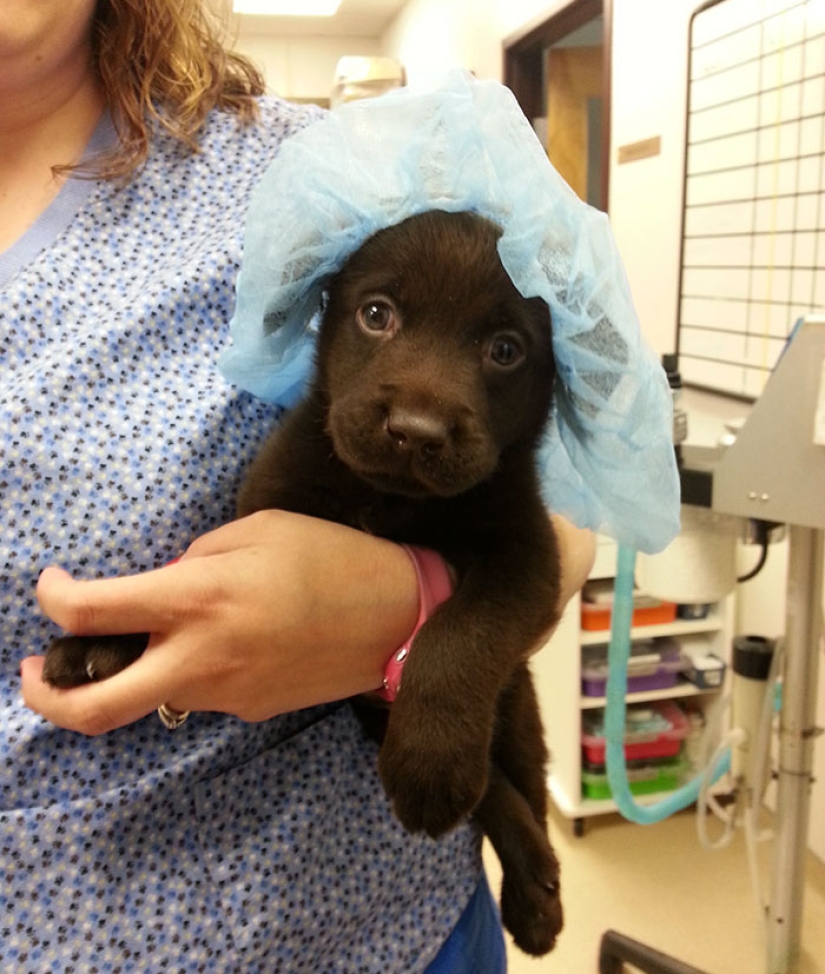 Chocolate puppy was born with a "cleft palate", but a veterinarian saved him from being euthanized Chocolate puppy was born with a "cleft palate", but a veterinarian saved him from being euthanized