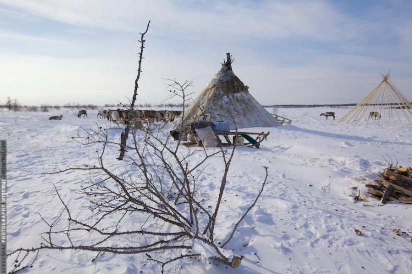 Ciervo corriendo. Yamal