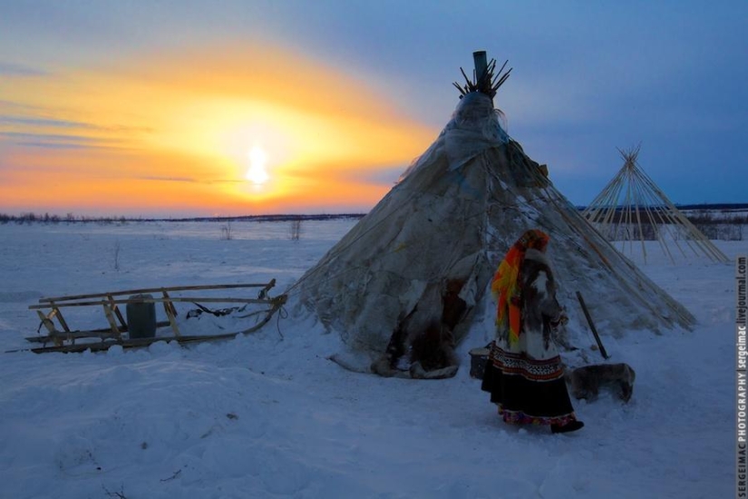 Ciervo corriendo. Yamal