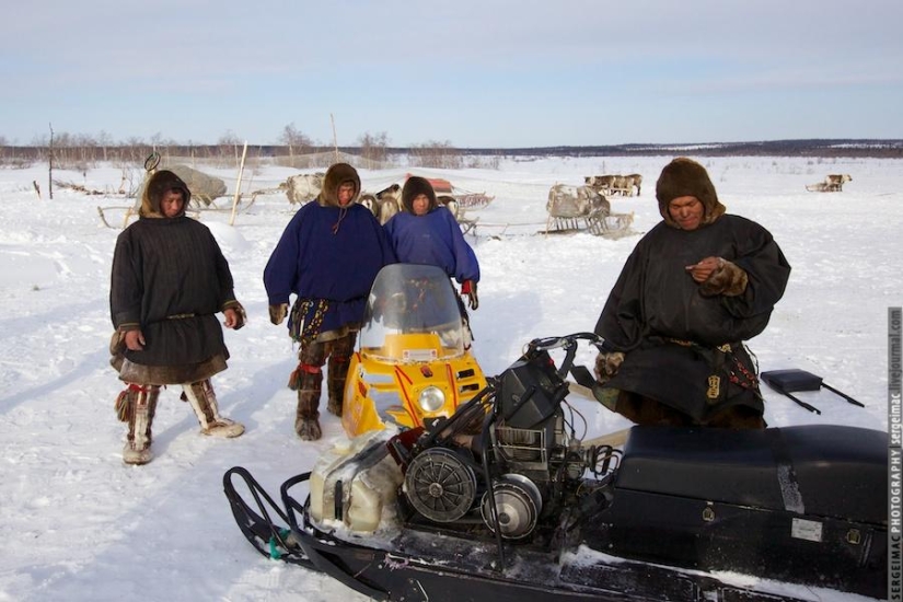 Ciervo corriendo. Yamal