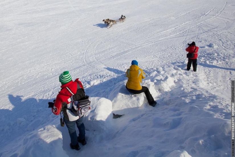 Ciervo corriendo. Yamal