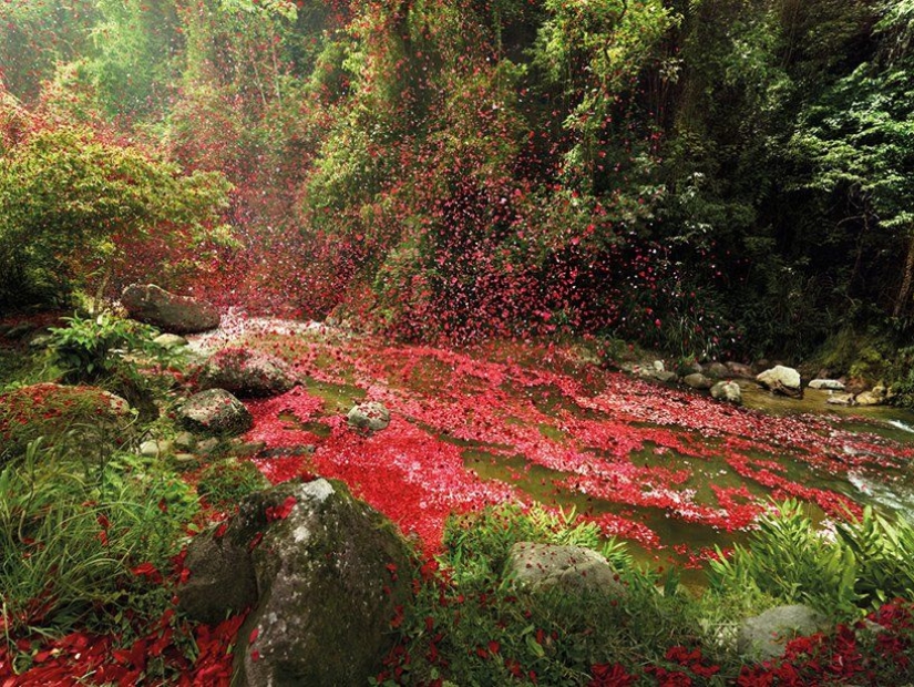 City in Costa Rica filled with 8 million flower petals